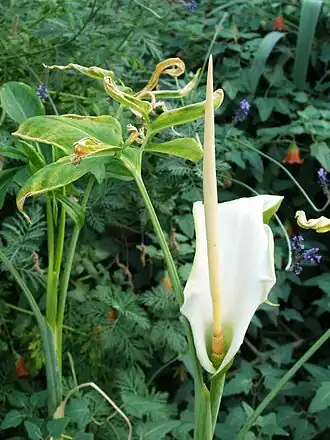 Description de l'image Dracunculus canariensis 2 RBGK.JPG.