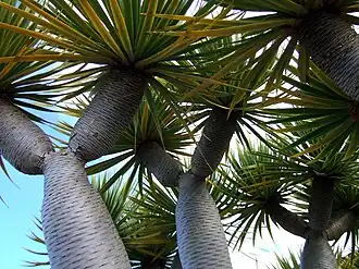 Ramifications du stipe d'un Dragonnier des Canaries