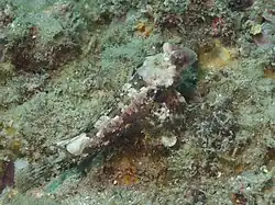 Synchiropus morrisoni