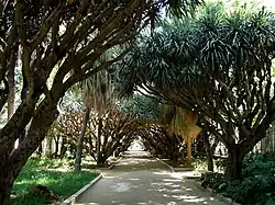 Allée des dragonniers.