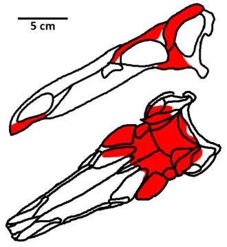 Description de l'image Dravidosaurus skull.png.