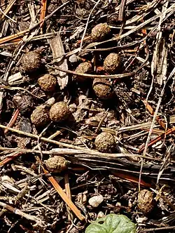 Groupe de crottes brunes en forme de petites billes