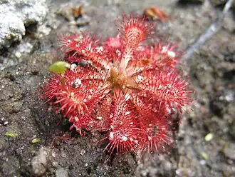 Description de l'image Drosera spatulata 1.jpg.