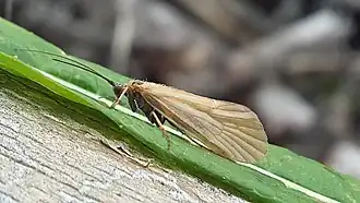 Description de l'image Drusus dardanicus.jpg.