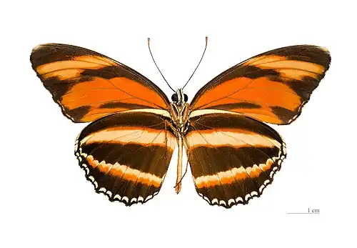 Face ventrale – coll. MHNT