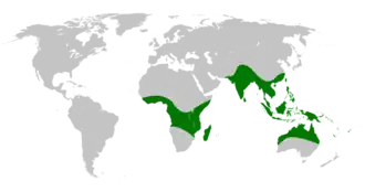 Description de l'image Drynaria distribution map.png.