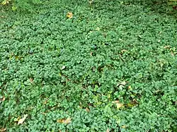 Duchesnea indica, espèce envahissante, en peuplement dense.