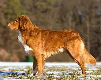 Retriever de la Nouvelle-Écosse.
