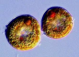 Description de l'image Durinskia baltica.jpg.