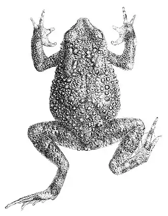 Description de l'image Duttaphrynus beddomii.jpg.