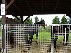 Deux chevaux noirs vus de dios derrière un grillage.