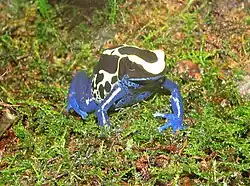 Dendrobates tinctorius au Newport Aquarium