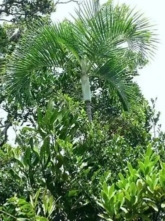 Description de l'image Dypsis Arenarum.jpg.