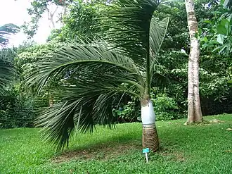 Description de l'image Dypsis decipiens.jpg.