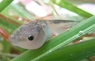 Têtard de Dyscophus insularis