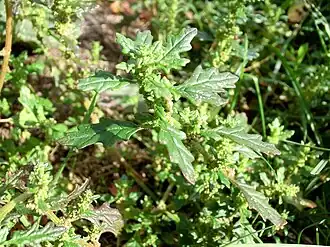 Description de l'image Dysphania pumilio 2.JPG.