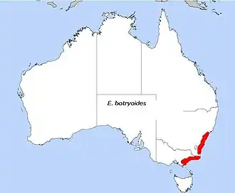 Description de l'image E. botryoides.JPG.