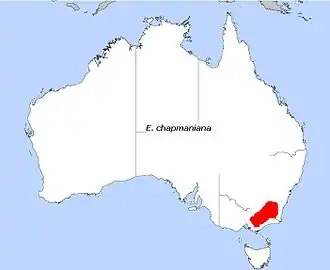 Description de l'image E. chapmaniana.JPG.