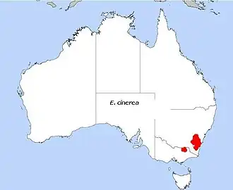 Description de l'image E. cinerea.JPG.