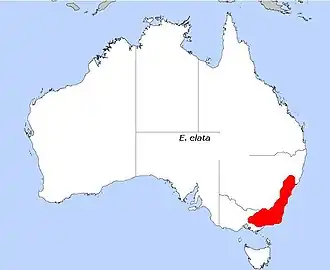 Description de l'image E. elata.JPG.