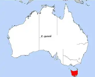Description de l'image E. gunnii.JPG.