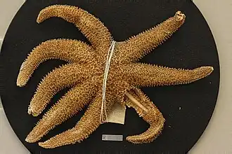 Cryptasterias brachiata