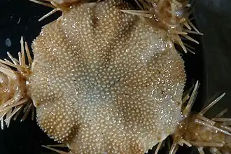 Détail du disque d'une Ophiacantha bidentata