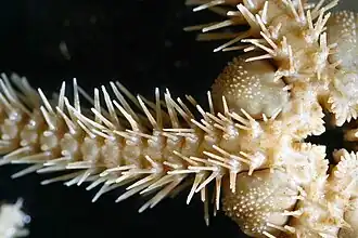 Face orale d'un bras.