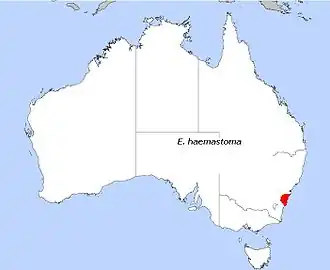 Description de l'image E haemastoma.jpg.