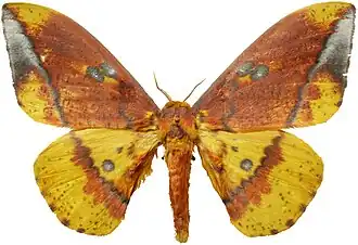 Description de l'image Eacles ormondei mounted.jpg.