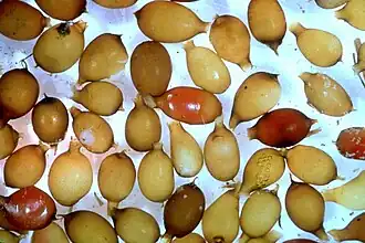 Cocons de vers de terre (Lumbricus terrestris).