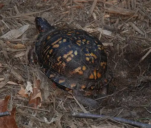 Creusement d'un trou dans le sol avec les pattes arrière.