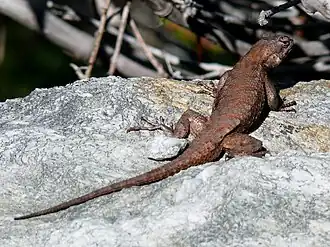 Description de l'image Eastern Fence Lizard-27527-1.jpg.