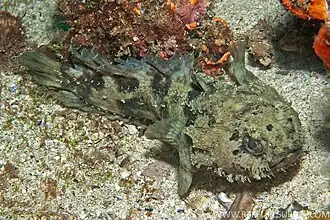 Batrachomoeus dubius.