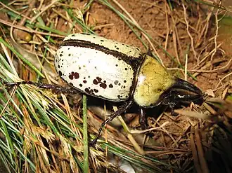 Description de cette image, également commentée ci-après