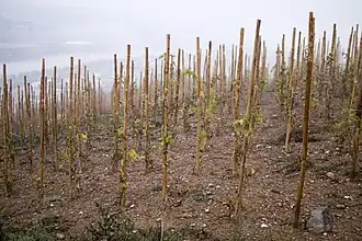 Échalas simples du vignoble de Seyssuel.
