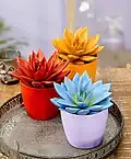 Echeverias peintes pour décoration.