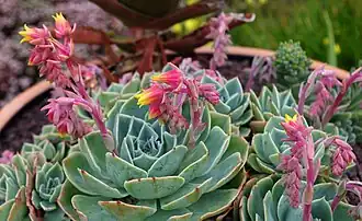 Description de l'image Echeveria secunda - Roscoff.jpg.