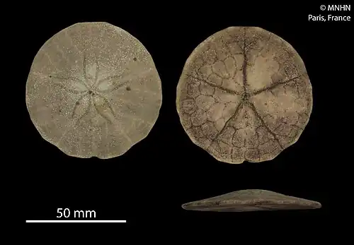 Echinarachnius parma (Echinarachniidae).