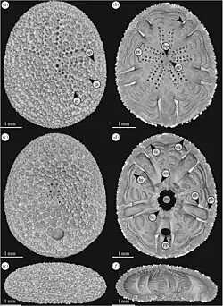 Echinocyamus pusillus (micrographes)