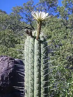 Echinopsis Chiloensis au parc national de Río Los Cipreses (es), 2009