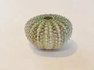 De profil, les tests d'Echinostrephus sont très reconnaissables à leur ambitus (équateur) très haut.