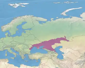 Image illustrative de l’article Roxolans
