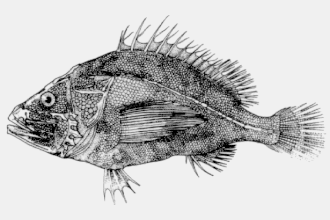 Description de l'image Ectreposebastes imus.gif.