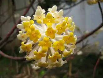 Description de l'image Edgeworthia chrysantha 01.JPG.