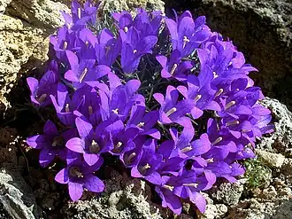 Description de l'image Edraianthus owerinianus.jpg.