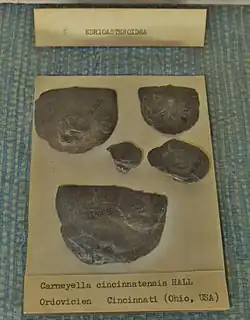 Carneyella cincinnatensis (Ordovicien, MNHN).