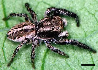 Description de l'image Edwards Pellenes wrighti 01.jpg.