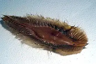 Bourse de sirène d'une masca du Cap (Callorhinchus capensis).