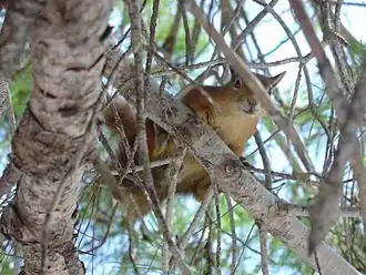 Description de l'image Eichhoernchen.JPG.